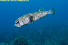 spotted burrfish